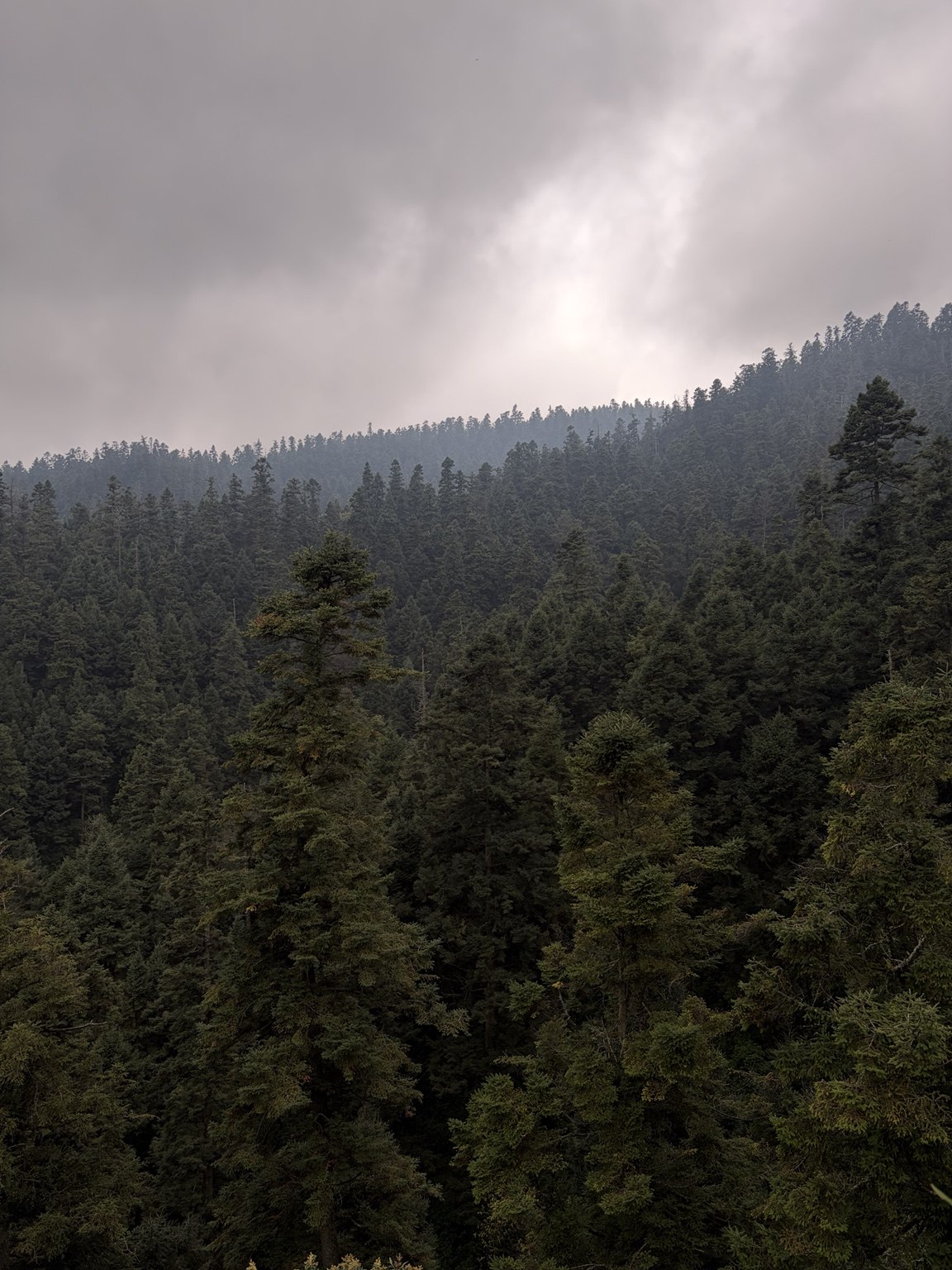 Bosque de coníferas bajo un cielo nublado